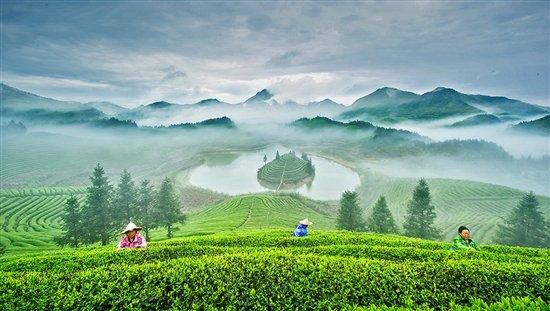 雨前茶是茶中的上品 螞蟻莊園雨前茶答案