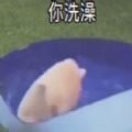 抖音我有你洗澡的照片豬get表情包高清圖片大全截圖5