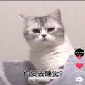 你要去睡覺你和我說晚安了嗎你說愛我了嗎老公叫了嗎你現(xiàn)在知道怎么做了嗎表情包