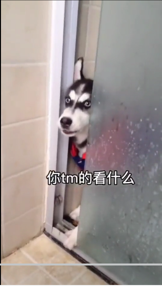 于和偉吐唾沫動圖gif表情包圖片下載截圖3