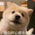 抖音小狗勾壞心眼多著呢表情包大全