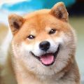 秋田犬模擬器游戲中文版