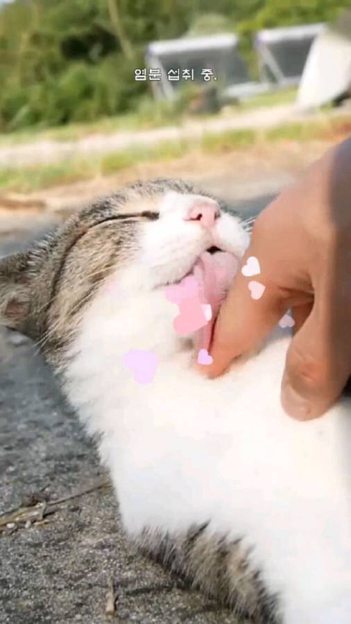 Haha漁場貓咪游戲中文版（Fish Farm Cats）截圖3