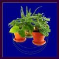 Plant Storage植物養(yǎng)殖app