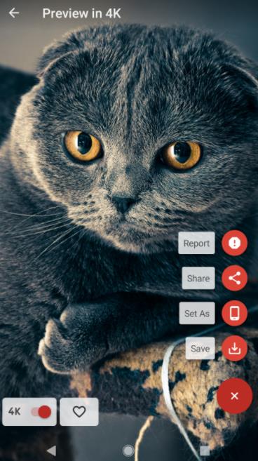 Real 4K Wallpapers精美手機(jī)壁紙軟件版截圖1