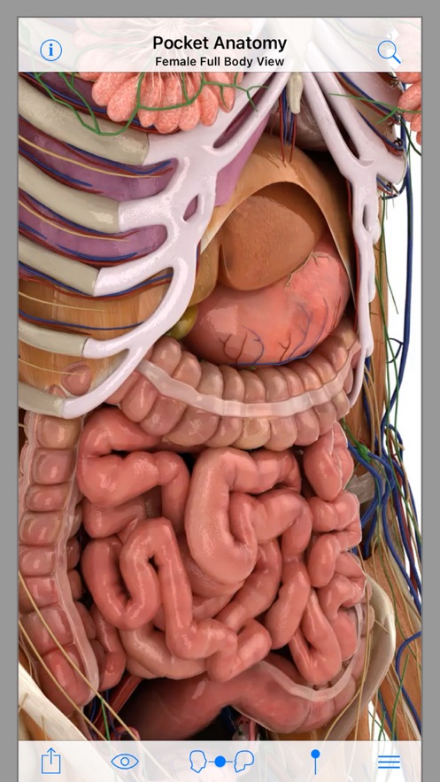 Pocket Anatomy安卓版2021版截圖3