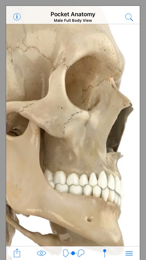 Pocket Anatomy安卓版2021版截圖5