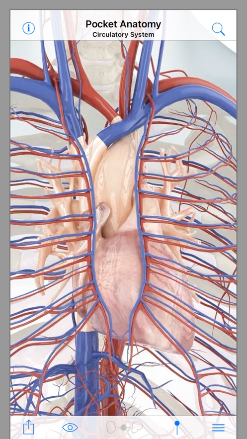 Pocket Anatomy安卓版2021版截圖1