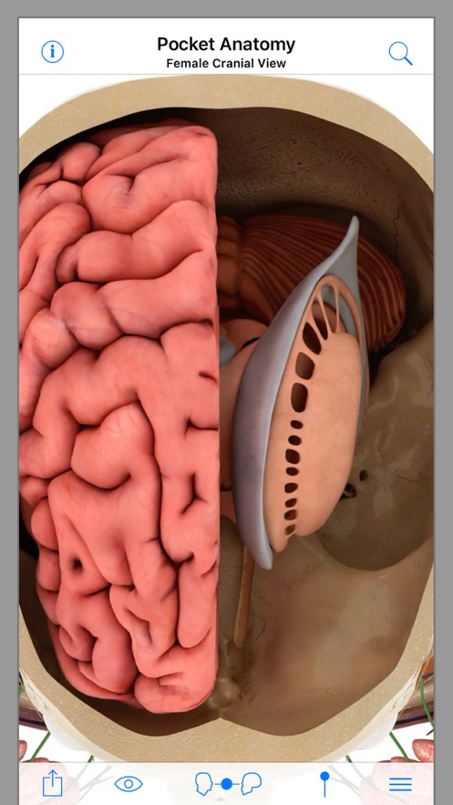 Pocket Anatomy安卓版2021版截圖4