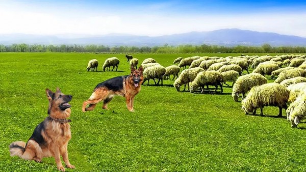 牧羊犬動物3D游戲最新版截圖4