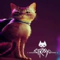 stray迷失3dm手機版手機下載
