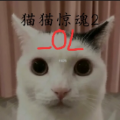 猫猫惊魂2OL安卓版